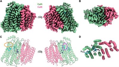 The cryoEM structure of cytochrome bd from C. glutamicum provides novel insights into structural properties of actinobacterial terminal oxidases